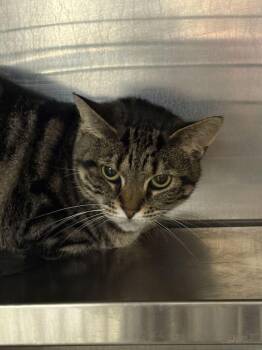 Willow -  Domestic Short Hair Cat for Adoption in Cincinnati, Ohio - Willow | PetCurious