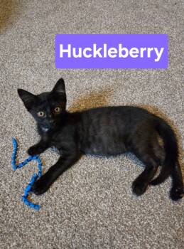 Huckleberry -  Domestic Short Hair Cat for Adoption in Manhattan, Kansas - Huckleberry | PetCurious