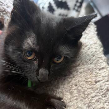 Blue -  Domestic Short Hair Cat for Adoption in Pleasanton, California - Blue | PetCurious