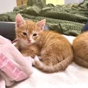 Domestic Short Hair Cats Available for Adoption in Austin, Texas - Flanders 7 | PetCurious