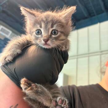 Peta -  Domestic Short Hair Cat for Adoption in Huntington, West Virginia - Peta | PetCurious