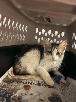 Italy -  Domestic Short Hair Cat for Adoption in Bossier City, Louisiana - Italy | PetCurious