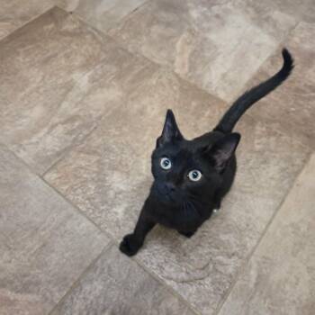 Kieran -  Domestic Short Hair Cat for Adoption in Lancaster, Kentucky - Kieran | PetCurious