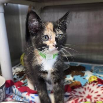 Domestic Short Hair Cats Available for Adoption in Fort Wayne, Indiana - Venus | PetCurious