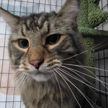 Leonardo -  Domestic Long Hair Cat for Adoption in Bismarck, North Dakota - Leonardo | PetCurious