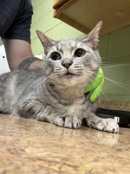 Domestic Short Hair Cats Available for Adoption - ROSE | PetCurious