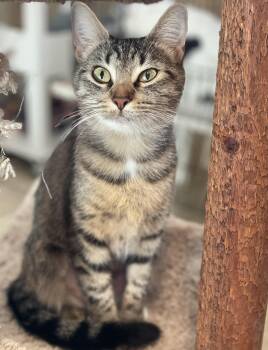 Mini -  Tabby and Domestic Short Hair Cat for Adoption in Lacon, Illinois - Mini | PetCurious