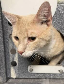 Domestic Short Hair Cats Available for Adoption - Crush | PetCurious