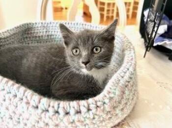 Petey -  Domestic Short Hair Cat for Adoption in Oradell, New Jersey - Petey | PetCurious