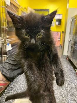 Jake -  Domestic Short Hair Cat for Adoption in Jackson, Tennessee - Jake | PetCurious