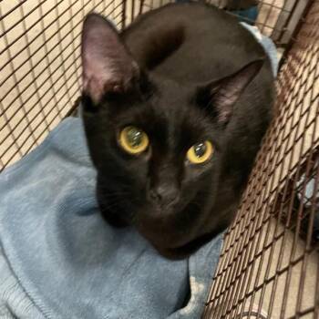Sharia -  Domestic Short Hair Cat for Adoption in Des Moines, Iowa - Sharia | PetCurious