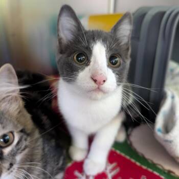 Jason -  Domestic Short Hair Cat for Adoption in Emporia, Kansas - Jason | PetCurious