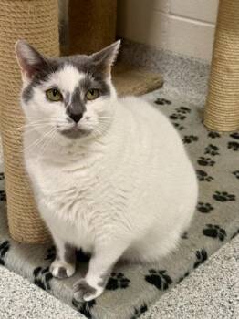 Boo -  Domestic Short Hair Cat for Adoption in Downers Grove, Illinois - Boo | PetCurious