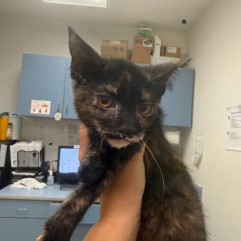 Flopsy -  Domestic Medium Hair Cat for Adoption in Charleston, West Virginia - Flopsy | PetCurious