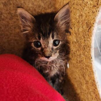 Grandma -  Domestic Short Hair Cat for Adoption in Reno, Nevada - Grandma | PetCurious