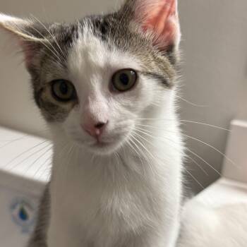Ms. Hunter -  Domestic Short Hair Cat for Adoption in Renton, Washington - Ms. Hunter | PetCurious