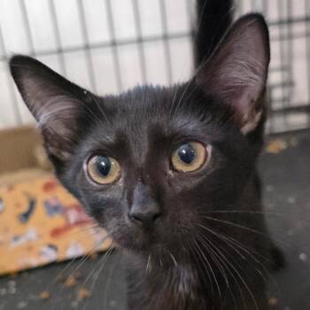 Bourne C26-190 -  Domestic Short Hair Cat for Adoption in Lebanon, Tennessee - Bourne C26-190 | PetCurious