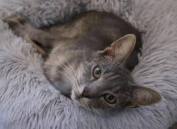 Rescue Domestic Short Hair Cats for Adoption in Rossville, Tennessee - Nimbus | PetCurious