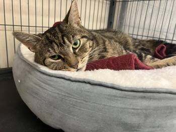 Domestic Short Hair and Tabby Cats Available for Adoption in Smithtown, New York - BELLA | PetCurious