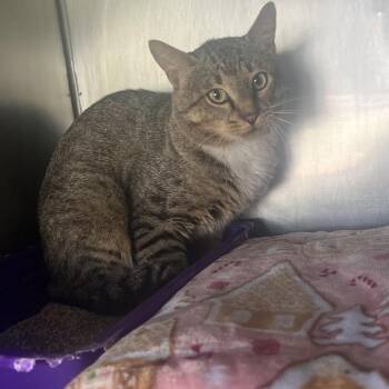 Rocco -  American Shorthair Cat for Adoption in Jacksonville, Arkansas - Rocco | PetCurious