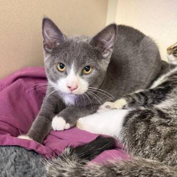 Smokey -  Domestic Short Hair Cat for Adoption in Westhampton, New York - Smokey | PetCurious