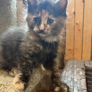 Nutmeg -  Domestic Long Hair Cat for Adoption in Brant, Michigan - Nutmeg | PetCurious