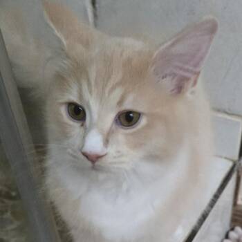 Whiskers -  Persian Cat for Adoption in Phoenix, Arizona - Whiskers | PetCurious