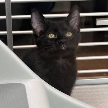 Obsidian -  Domestic Short Hair Cat for Adoption in Hailey, Idaho - Obsidian | PetCurious