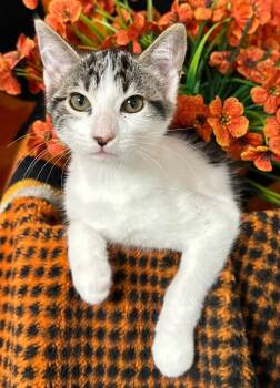 5/16/26 Andromeda -  Domestic Short Hair Cat for Adoption in Stillwater, Oklahoma - 5/16/26 Andromeda | PetCurious