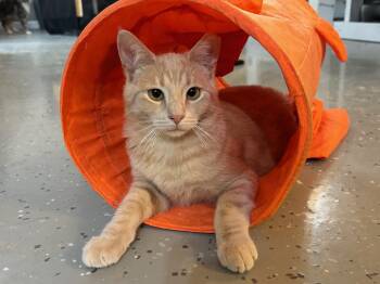 Rescue Domestic Short Hair Cats for Adoption in Ridgetown, Ontario - Butterscotch Ripple | PetCurious