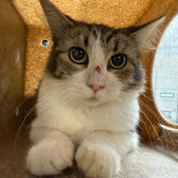 TUSC-Wildlife-85620 -  Domestic Medium Hair Cat for Adoption in Tuscaloosa, Alabama - TUSC-Wildlife-85620 | PetCurious