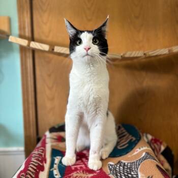 Rescue Domestic Short Hair Cats for Adoption in Fargo, North Dakota - Wilbur | PetCurious