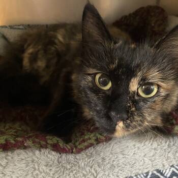 Rescue Domestic Medium Hair Cats for Adoption in Wadena, Minnesota - Dahlia | PetCurious