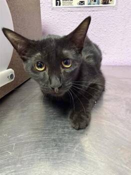 Black Widow -  Domestic Short Hair Cat for Adoption in El Paso, Texas - Black Widow | PetCurious