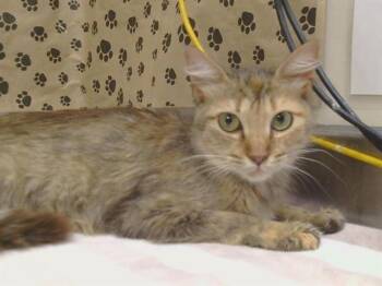 ANDALUSIA -  Domestic Medium Hair Cat for Adoption in Sacramento, California - ANDALUSIA | PetCurious