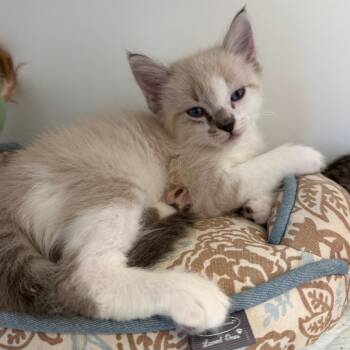 Versace -  Domestic Short Hair and Siamese Cat for Adoption in San Pablo, California - Versace | PetCurious