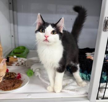 Rambo -  Domestic Medium Hair Cat for Adoption in Raleigh, North Carolina - Rambo | PetCurious