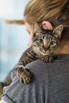 Rescue Tabby Cats for Adoption in Marble Falls, Texas - Dustin | PetCurious