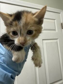 Sprinkles -  Domestic Short Hair Cat for Adoption in Evansville, Indiana - Sprinkles | PetCurious