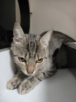Princess -  Domestic Short Hair Cat Available for Adoption in Savannah, Georgia - Princess | PetCurious
