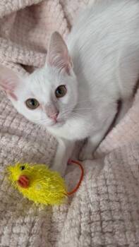 Esme -  Domestic Short Hair Cat for Adoption in San Antonio, Texas - Esme | PetCurious