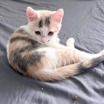 Pixel Meding -  Domestic Short Hair Cat for Adoption in Morrison, Colorado - Pixel Meding | PetCurious