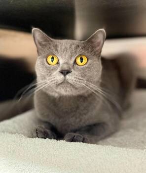 Kate -  British Shorthair Cat for Adoption in Georgina, Ontario - Kate | PetCurious