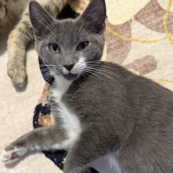 Brandy Alexander -  Domestic Short Hair Cat for Adoption in Richmond, Virginia - Brandy Alexander | PetCurious