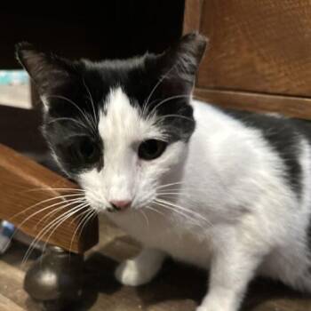 Little Miss -  Domestic Short Hair Cat for Adoption in Tipp City, Ohio - Little Miss | PetCurious