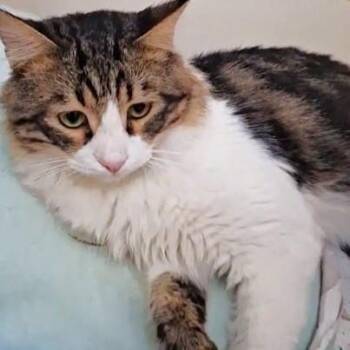 Ragamuffin Cats Available for Adoption - BEBO Amigo Amoré | PetCurious