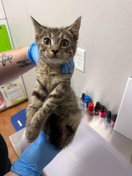 Dante -  Domestic Short Hair Cat for Adoption in Bolivar, Missouri - Dante | PetCurious