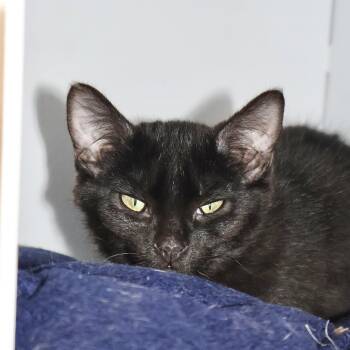 Domestic Short Hair Cats Available for Adoption - Lennon | PetCurious