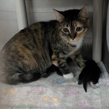 Octavia -  Domestic Short Hair Cat for Adoption in Hinesville, Georgia - Octavia | PetCurious