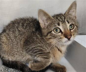 Domestic Short Hair Cats Available for Adoption in Fort Lauderdale, Florida - SIERRA | PetCurious